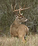 Hunting Regulations